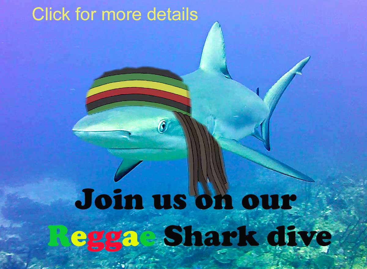 Reggae Shark Dive